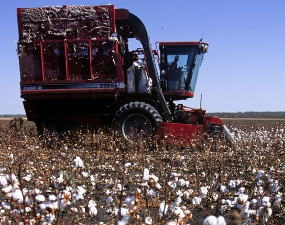 masedi farm - cotton