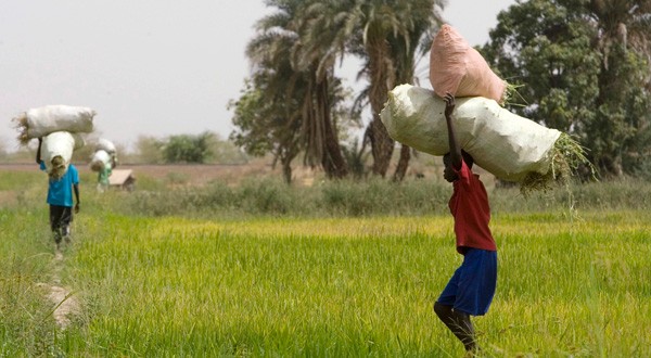 sac-de-riz-sur-tete-paysan